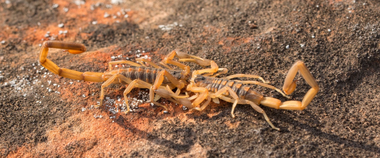 What Attracts Scorpions to Arizona Backyards?