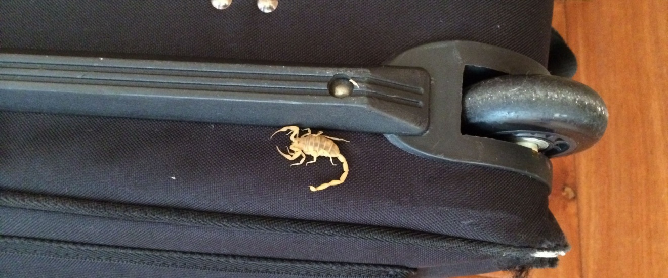 Why Are Scorpions So Common in Gilbert’s New Master-Planned Communities?