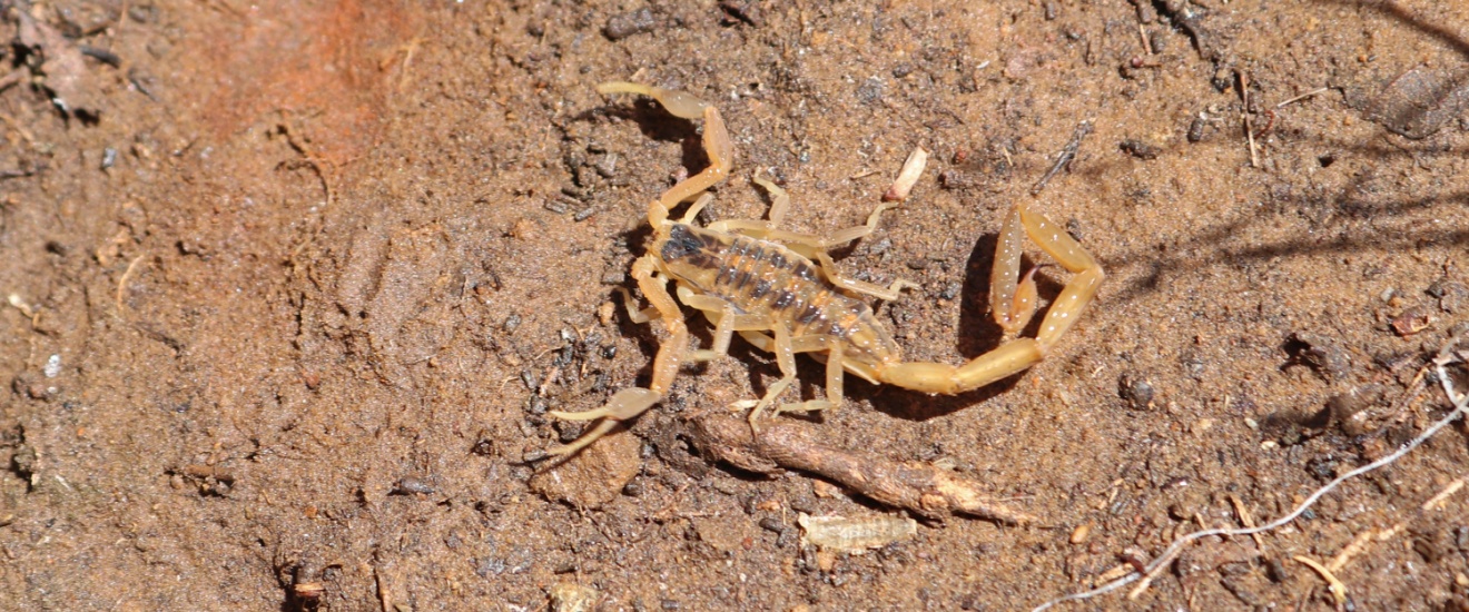 How to Make Your Mesa Backyard Less Attractive to Scorpions