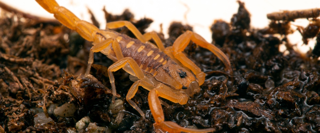 Why Summer Nights Are Peak Bark Scorpion Season in Gilbert, AZ