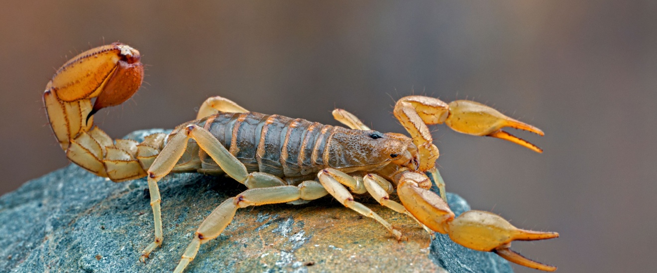 Common Scorpions Found in Gilbert, Mesa, and Chandler