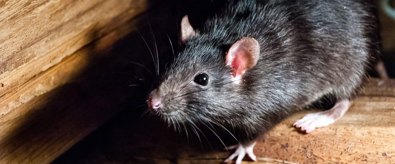 Why Roof Rats Are Becoming a Bigger Problem in Gilbert Neighborhoods
