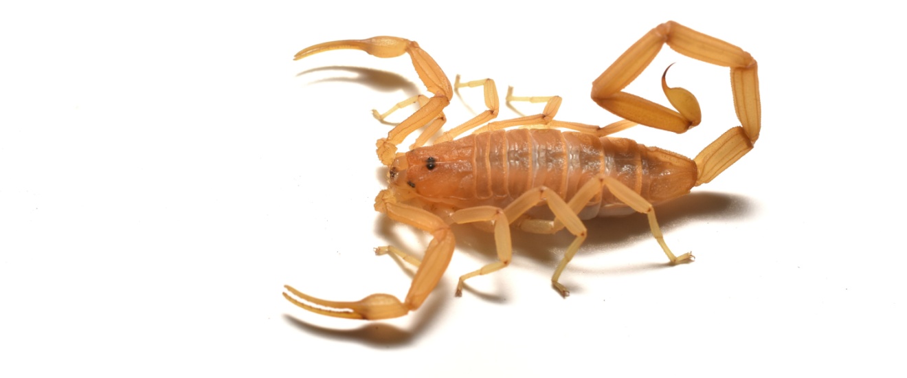 What Pests Are Most Common for Homeowners in Gilbert?