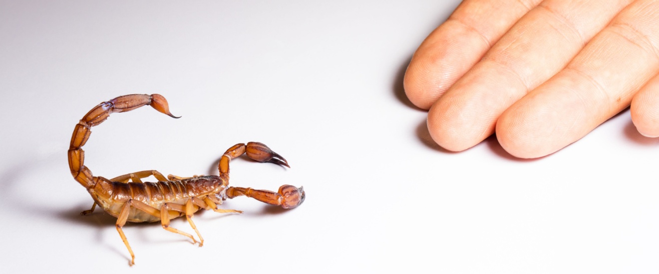The Complete Guide to Scorpion Control in Gilbert, Arizona