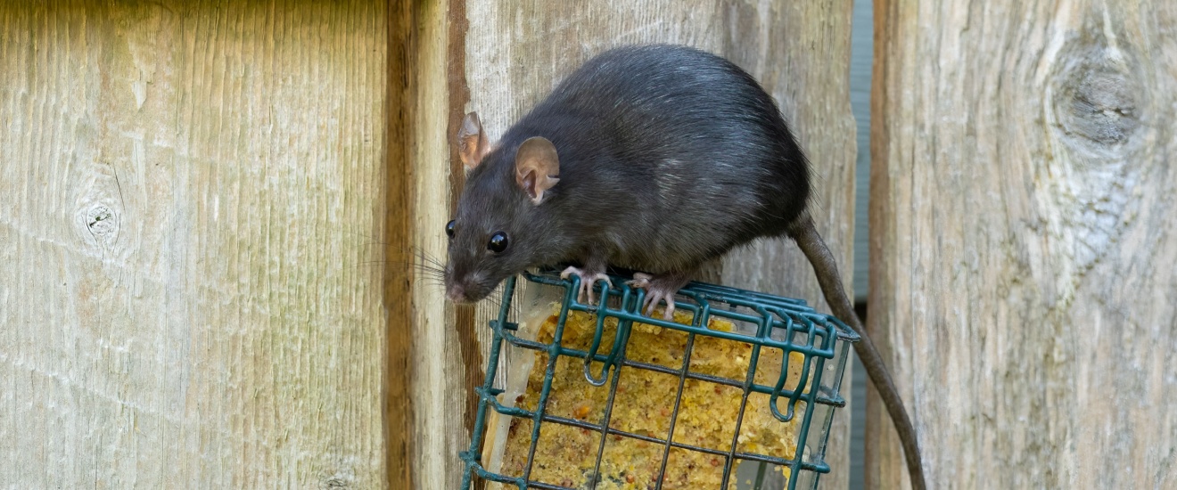 The Homeowner’s Guide to Roof Rats in Mesa, AZ