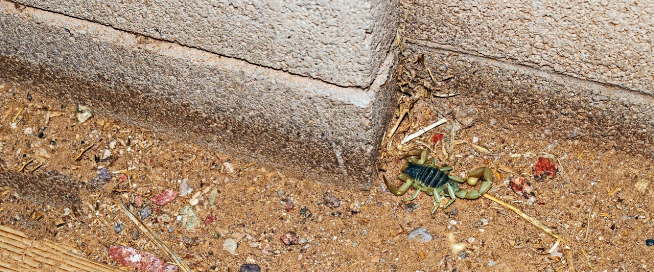 Why Block Walls Make Scorpion Problems Worse in Gilbert Neighborhoods