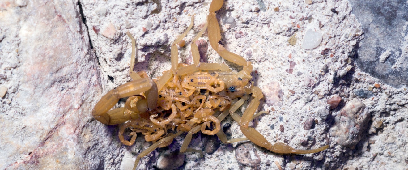 How Gilbert Families Can Make Their Backyard Less Attractive to Scorpions