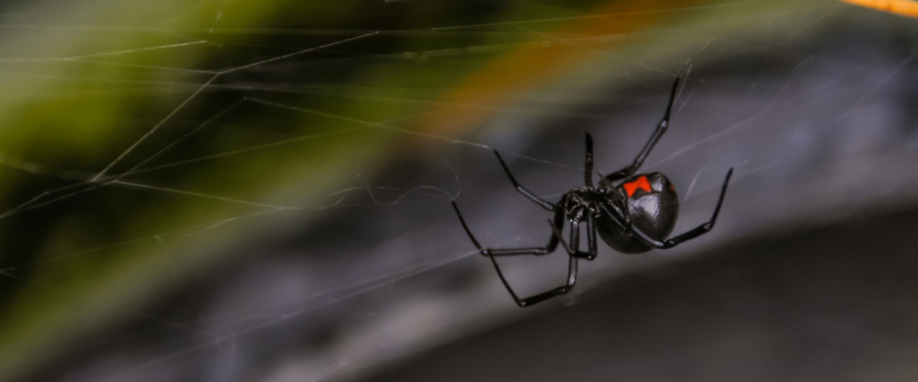What Every Arizona Homeowner Should Know About Black Widow Spiders