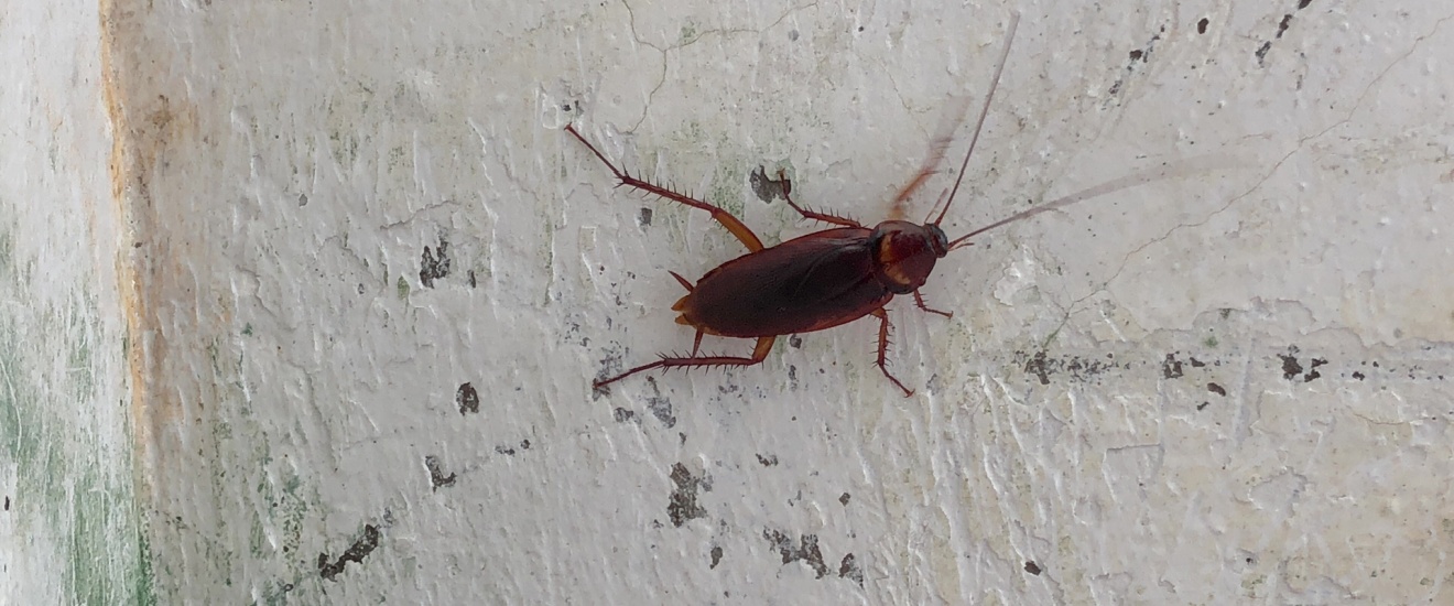 Why So Many Gilbert Residents Find Cockroaches in Their Garage During Summer