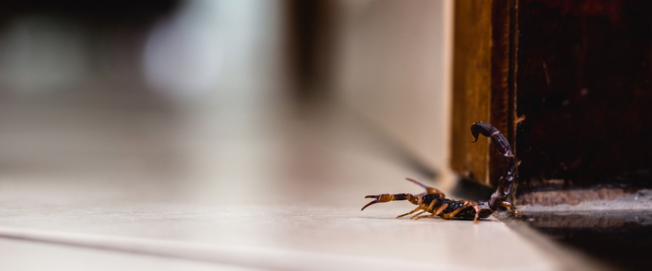 The Truth About DIY Scorpion Sprays: Why Gilbert Homes Often Need Professional Treatment