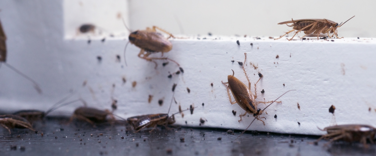 Why German Cockroaches Are So Hard to Get Rid of in Gilbert, AZ Homes